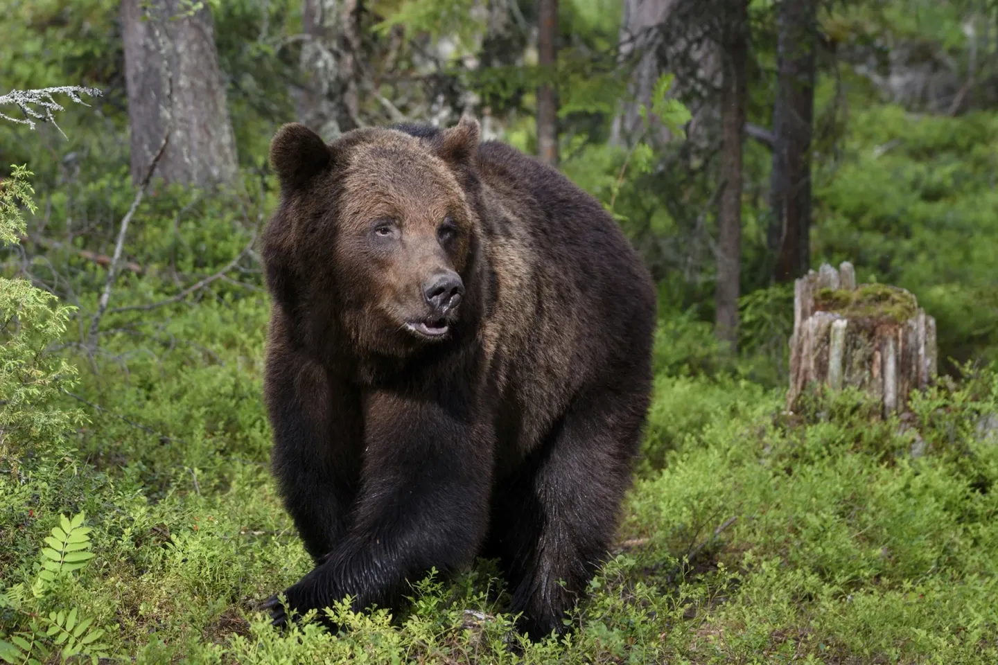 Alertă de urs în zona pădurii Șopa din Șelimbăr, județul Sibiu. Autoritățile au emis un mesaj RO-Alert