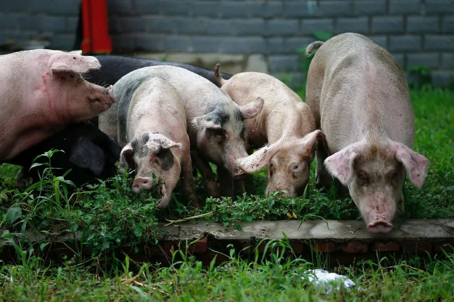 porc