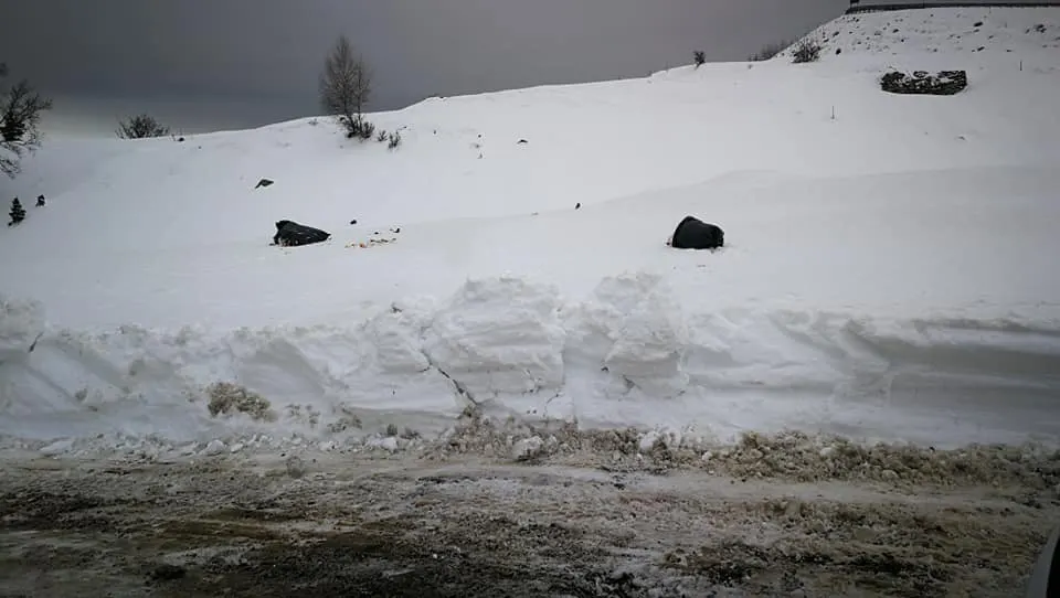 gunoaie transalpina