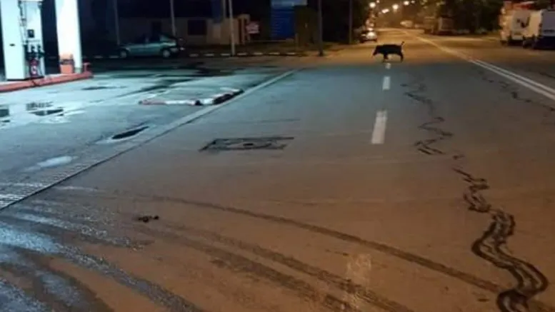 mistreț