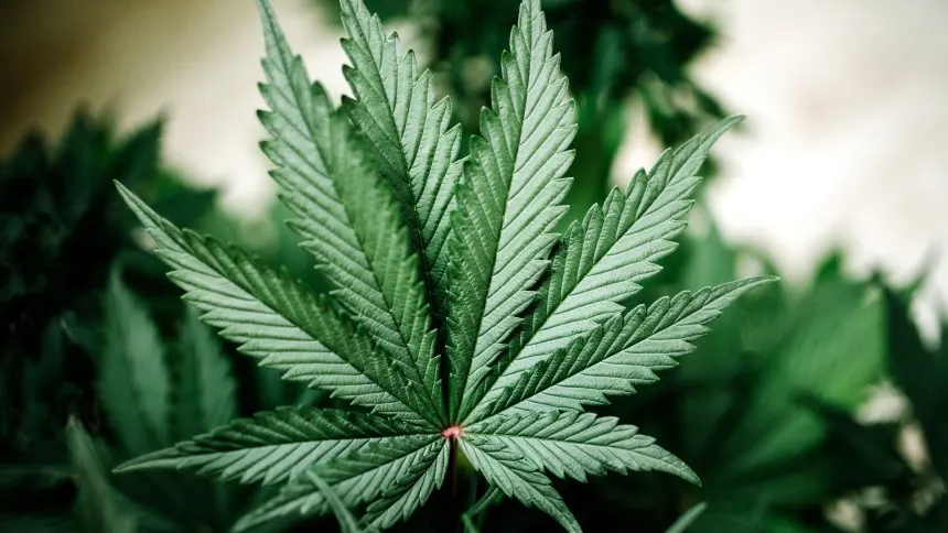 cannabis