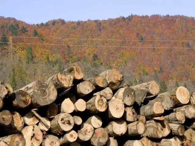 pandure