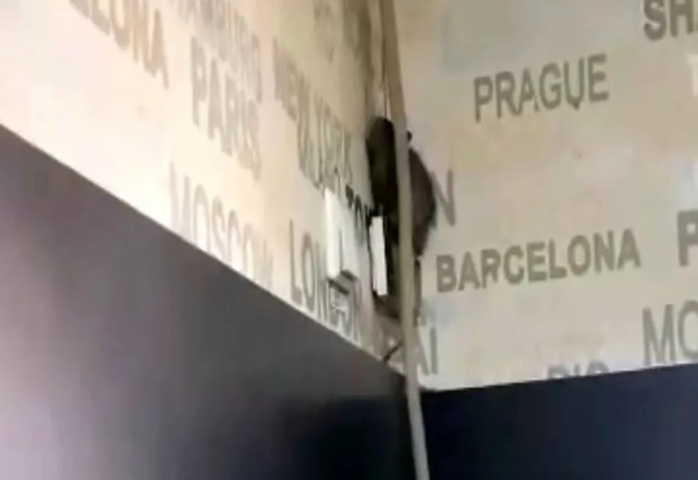 Un șobolan a fost filmat într-o cofetărie din Târgu Jiu