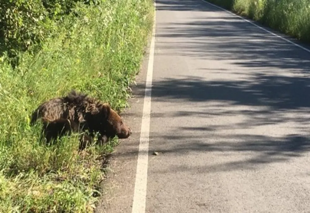 Anchetă în cazul unui urs hăituit de localnici în Gorj