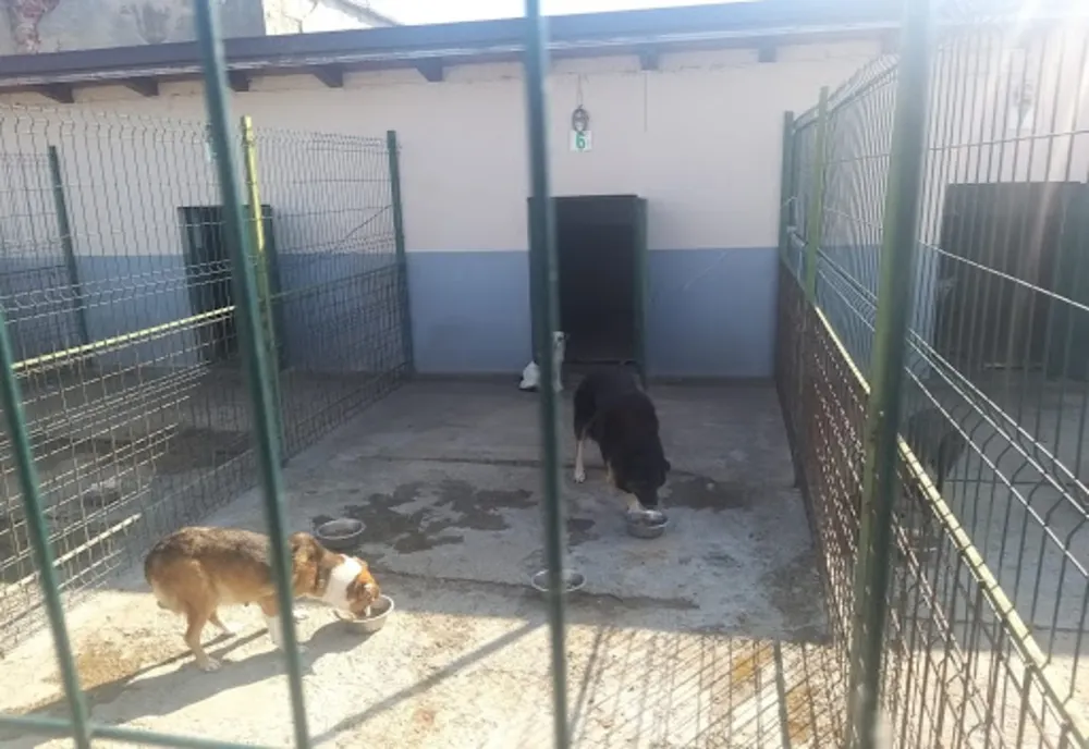 Câine eutanasiaţi ilegal, la Motru. Poliţiştii au deschis o anchetă