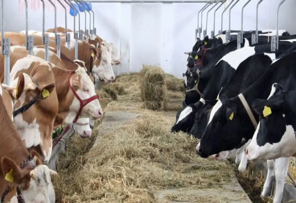ÎNTRUNIRE DE URGENŢĂ A AUTORITĂȚII SANITAR-VETERINARE CU CRESCĂTORII DE VACI DE LAPTE