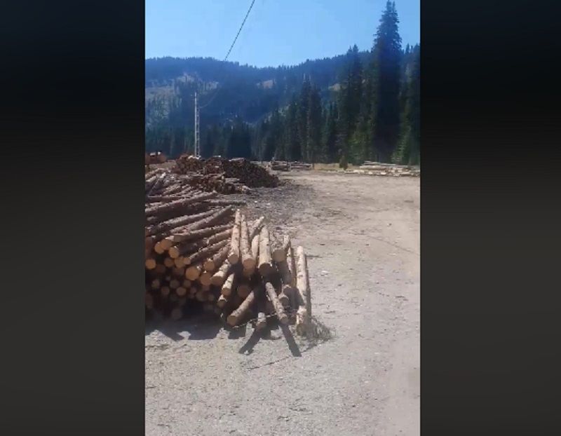 defrisari transalpina