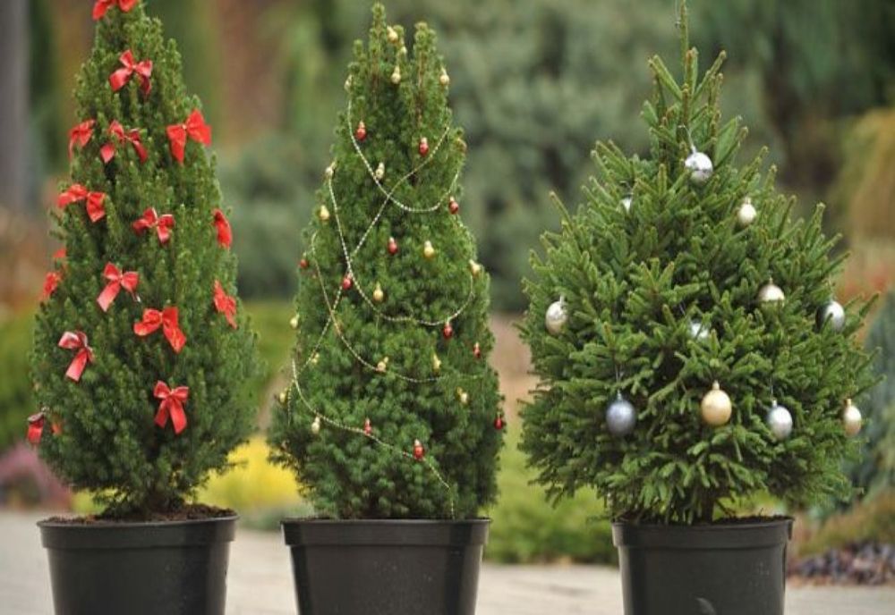 Tânăr gorjean, prins cu brazi furați