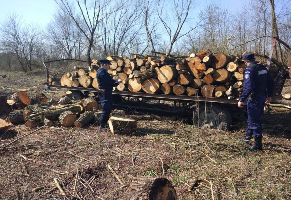 Doi gorjeni, reținuți de polițiști după ce au tăiat 100 de copaci