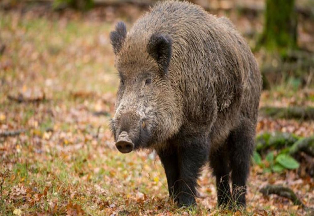 Zeci de mistreți au fost împușcați la Turceni, din cauza pestei porcine