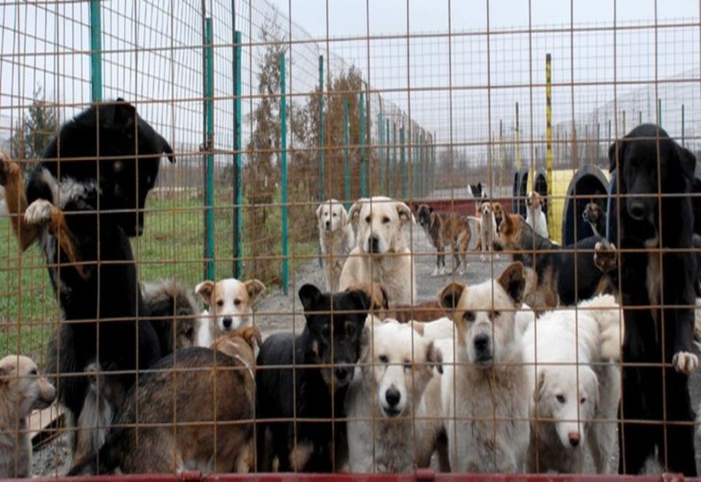 Femeie din Gorj, sfâșiată de câinii unui cioban