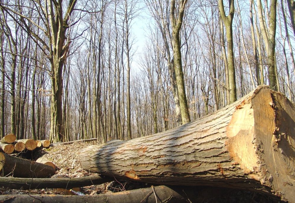 Sfârşit TRAGIC pentru un bărbat din Mehedinţi. A murit strivit de un arbore, la o exploataţie forestieră din Gorj