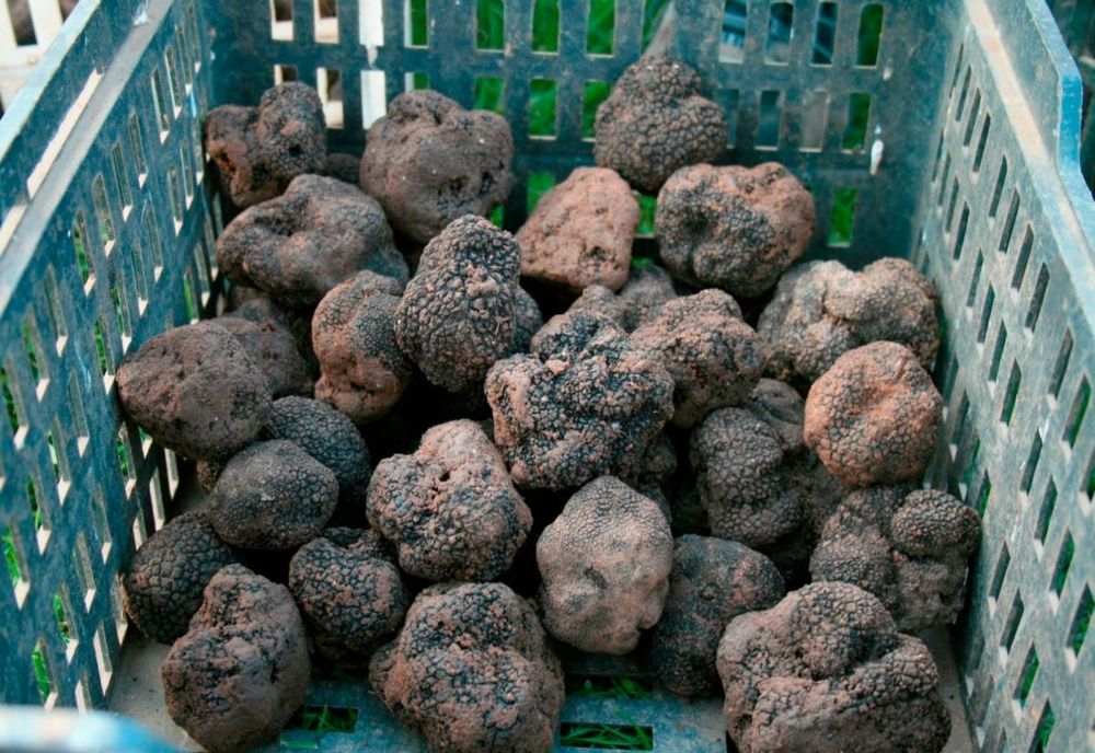 Gorj: Dosar penal pentru un bărbat din Timiş prins cu zeci de kilograme de trufe, în portbagajul maşinii