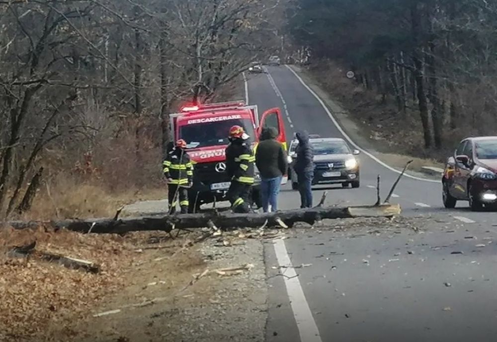 Copac doborât de vânt în Gorj