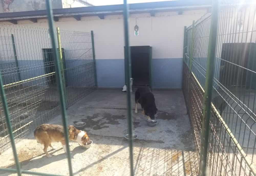 Câine eutanasiaţi ilegal, la Motru. Poliţiştii au deschis o anchetă