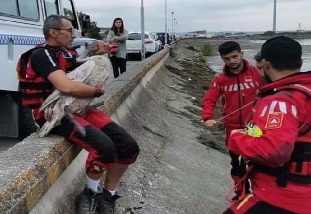 Gorj: Pui de lebădă salvat de salvamontişti