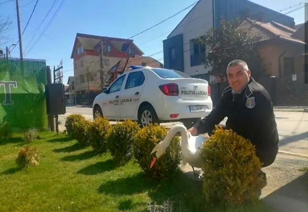 O lebădă a ajuns la poliție