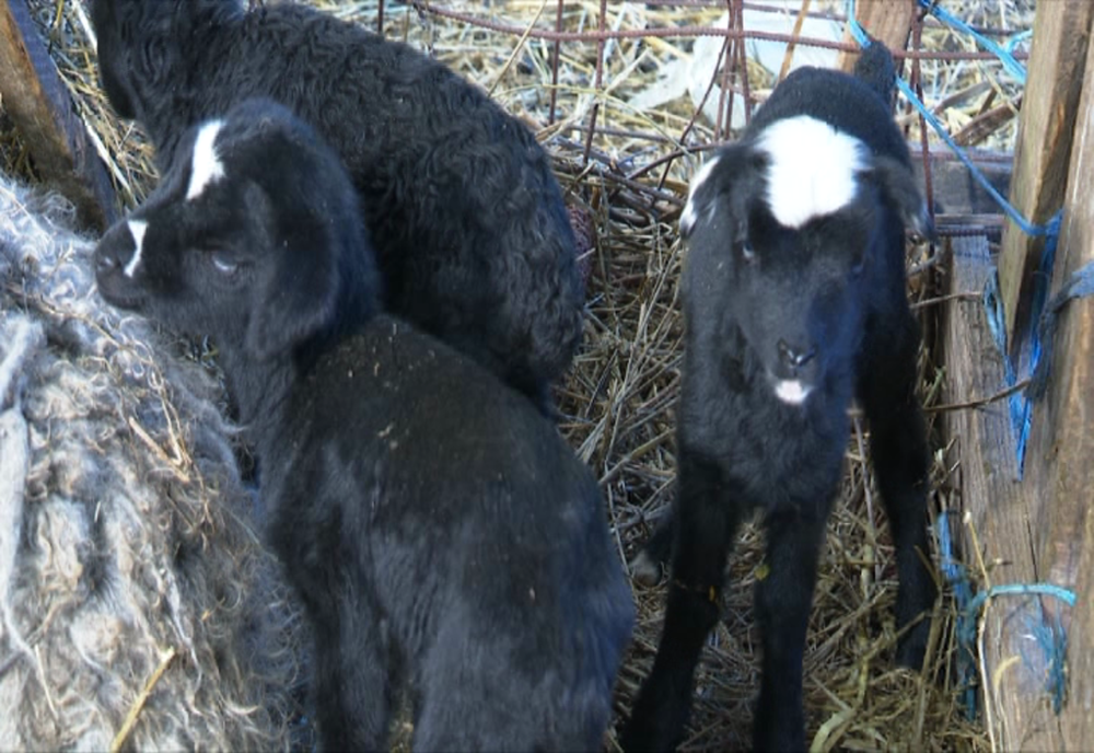Patru centre pentru sacrificarea mieilor, autorizate în Gorj
