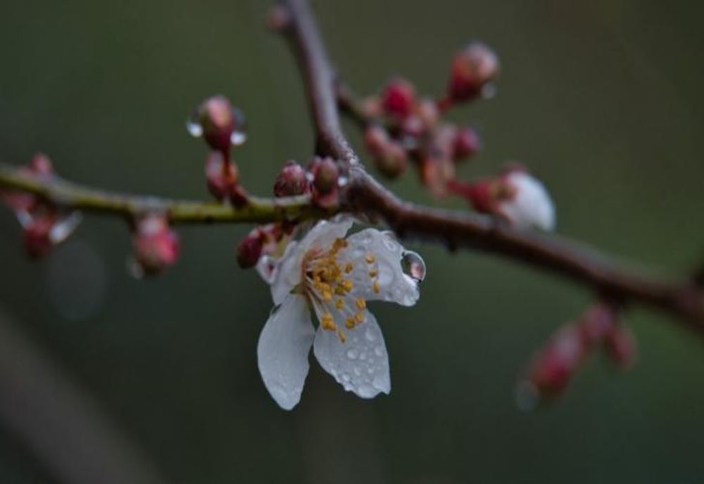 VREME CALDĂ PÂNĂ LA MIJLOCUL LUNII MARTIE, URMATĂ DE O RĂCIRE BRUSCĂ ȘI PRECIPITAȚII