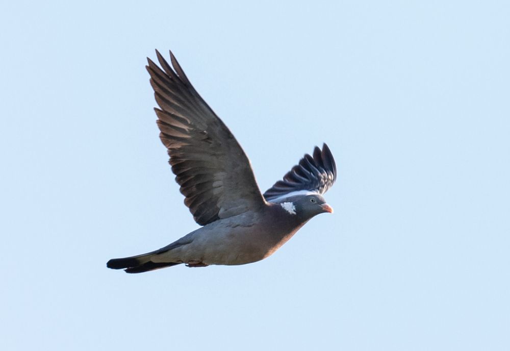 Bătrân de 89 de ani jefuit printr-o păcăleală absurdă. În ce constă metoda „porumbelul”