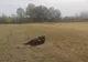 Un cal bolnav, cu picioarele rupte, zace de o săptămână într-un sat din Gorj | VIDEO