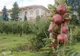 Ministrul Agriculturii, luat la rost pentru dezastrul de la Stațiunea Pomicolă Târgu Jiu