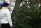 Gorjenii pot cumpăra brazi de Crăciun din Norvegia