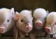 Panica pestei porcine a cuprins Țânțăreniul: Se caută locuri unde să fie îngropați porcii