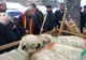 Dăncilă și Daea, invitați să urce oile la munte, în Gorj