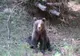 Urs, prins în laț într-o pădure din Gorj! Animalul a fost eliberat