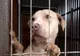 Gata cu uciderea câinilor sănătoși! Lege istorică în România: animalele primesc drepturi și nu mai pot fi eutanasiate