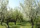 Pomii au înflorit din nou în mai multe localități din Gorj