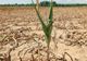 Seceta face ravagii în Gorj: Producția viitoare de grâu este compromisă