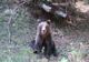 Urs, prins în laț într-o pădure din Gorj! Animalul a fost eliberat